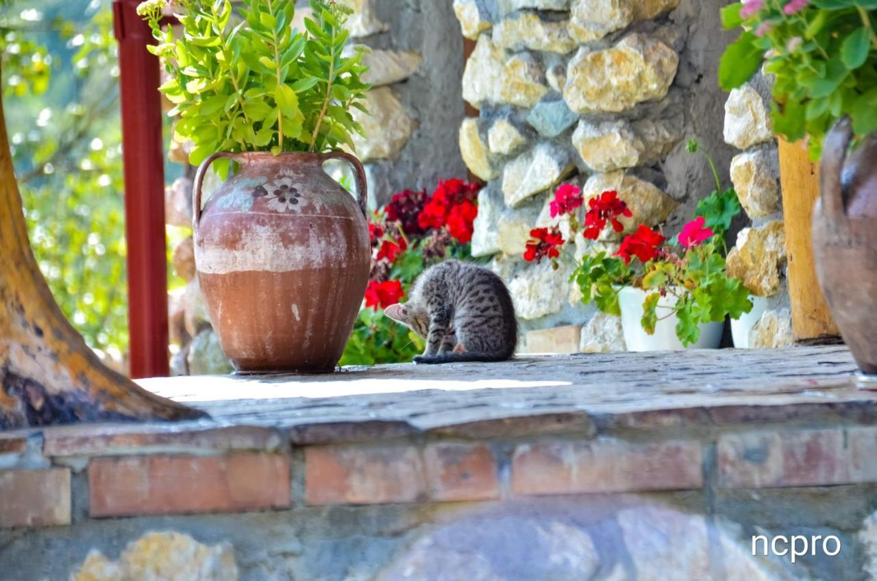 ホテル Casa Din Piatra Poiana  エクステリア 写真